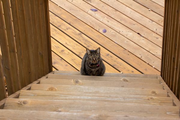 Balcony Deck Repair